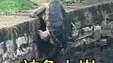 看到乌龟上岸真的好想拉它一把