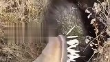 这么厉害的刺猬，有人能治你