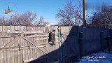 两只猫咪打架也太凶了,一边打还一边谈判