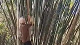 80白发老人上演绝技，无保护直接爬上竹子