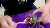 这年头，想吃个醉蟹太难了，这螃蟹要喝多少才能醉了啊