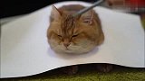这猫画得太逼真了，请问你是神笔马良吗