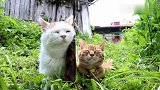 两只猫咪发现一个竹笋，这表现简直把人萌哭！