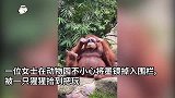 女子墨镜不小心掉入动物园围栏，猩猩：拿来吧你