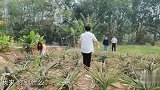 郭麒麟下地摘菠萝，对张静怡这番话暴露涵养了
