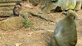 游客一靠近，猴王本能地保护小猴，真是有担当的猴王！