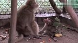 猴子洛瑞和妈妈亲切交流，让人好感动，碎碎念的洛瑞又回来了