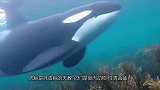 它是当之无愧的海洋霸主，抹香鲸听到它的声音就瑟瑟发抖