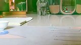 我是菠小萝