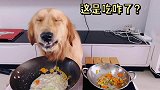 主人这是给金毛做的什么饭？跟粑粑一样？