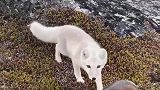 一只有灵性的北极狐