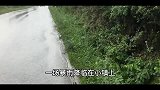 雨中瑟瑟发抖的流浪狗，被一盒罐头收买，有家后从自卑变得快乐