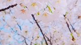 樱花烂漫几多时？柳绿桃红两未知。