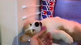 狗：我觉得我还能再拯救下…