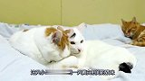 猫咪小两口不断秀恩爱，冬天抱团取暖，麻烦考虑下后面那只的感受