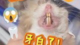 仓鼠牙白了！我竟然给它吃这个