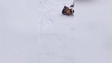 小男孩用雪橇滑出去，老牛纷纷跟上去，太有意思了！