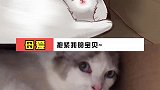 是美女猫妈妈和她的乖崽