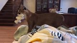 顽皮猞猁在床上玩弄鸡蛋包装盒，完全跟猫咪一样没有野性