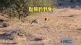 这是一只学过孙子兵法的野兔，将老鹰耍得团团转