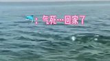 顽皮海豚跟狗子玩嗨了！