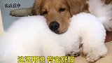 金毛把比熊当枕头，主人问比熊是否不愿意，比熊的反应让人尴尬