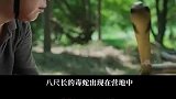 新片上映世界最大蛇类“泰坦巨蟒”重现人间
