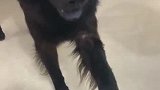 问君能有几多愁，恰似结拜不成扇狗头