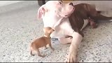 狗狗不停挑衅美国斗牛犬，可是斗牛犬好暖心完全无动于衷