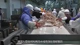 德国是怎样机械化处理螃蟹的？能自动清洗和切割，剥壳只要一秒钟