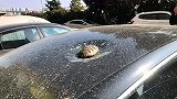 搞笑视频：这天上掉下来个乌龟，把车给砸了