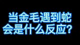 当金毛 遇到蛇，超乎你的想象，这狗成精了