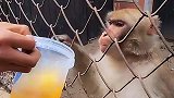 给猴子喂饮料，翻脸比翻书还快