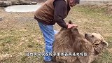 两只几百斤的大棕熊，就这么养在家中，大熊还以为自己是个孩子