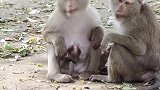 新宝宝那里发生了什么？猴妈妈担忧什么