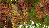 世界上最古老的葡萄树，树龄已有176年，每年能产7吨葡萄
