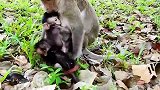 不是它的孩子也喂奶，大度的猴妈