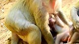 实拍：独眼猴的小儿子喝奶很不安分