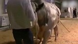 人不如牛！健身室新来的教练！这一身肌肉几人能敌？