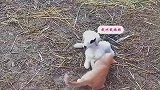 小猫嬉闹小羊羔，被羊妈妈顶翻