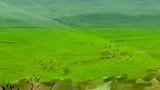 微风卷绿浪 草原暗花香 带你看内蒙古乌兰布统大草原的壮阔#来自内蒙古的春天之邀