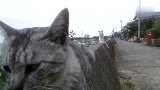 流浪猫静静地坐在堤坝上，它正在想些什么呢
