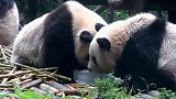 熊猫是如何避暑降温？太可爱了