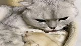 猫咪团子对待仓鼠像是自己的孩子，看着都暖心，网友：天敌成朋友