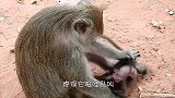 幼崽生病奄奄一息，鹳妈妈却扔在窝外让它自生自灭，简直太残忍！