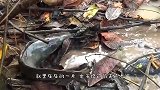 暴雨过后，成千上万的生物聚集在河流中，专家看后脸色大变！