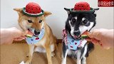 两只柴犬吃西瓜，像极了我这几天吃瓜的样子！