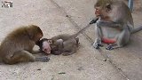 小猴子跟猴妈走散，遭到坏猴子无情毒打，太让人心疼了