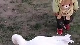 这孩子你胆子不小啊，农村小恶霸都敢招惹，小心被咬