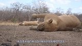 现今地球最凶残的青蛙，主要以捕食毒蛇为生，看完涨知识了！